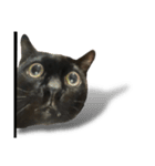 Jiji the former Max valu cat（個別スタンプ：26）