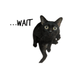 Jiji the former Max valu cat（個別スタンプ：27）