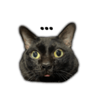 Jiji the former Max valu cat（個別スタンプ：28）