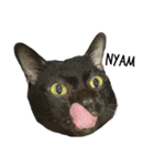 Jiji the former Max valu cat（個別スタンプ：32）