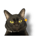 Jiji the former Max valu cat（個別スタンプ：33）