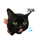 Jiji the former Max valu cat（個別スタンプ：35）