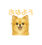 チワワのエブリデイ5（個別スタンプ：1）