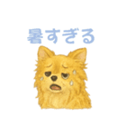 チワワのエブリデイ5（個別スタンプ：16）