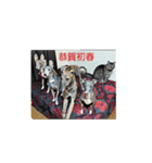 日々是好日徒然犬猫（個別スタンプ：1）