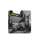 日々是好日徒然犬猫（個別スタンプ：3）