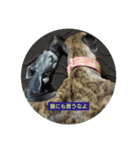 日々是好日徒然犬猫（個別スタンプ：4）