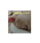 日々是好日徒然犬猫（個別スタンプ：5）