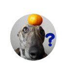 日々是好日徒然犬猫（個別スタンプ：6）