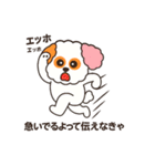 かわいいマルプー  ベイス君スタンプ！（個別スタンプ：7）