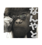 ややトゲあるゴリラで使える関西弁(超便利)（個別スタンプ：11）