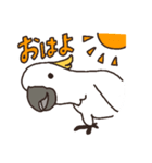 キバタン好きに贈るスタンプ（個別スタンプ：1）