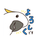 キバタン好きに贈るスタンプ（個別スタンプ：13）
