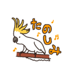 キバタン好きに贈るスタンプ（個別スタンプ：19）