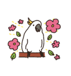 キバタン好きに贈るスタンプ（個別スタンプ：20）