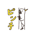 キバタン好きに贈るスタンプ（個別スタンプ：30）