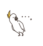 キバタン好きに贈るスタンプ（個別スタンプ：40）