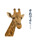 なかよしどうぶつ図鑑(毒吐くキリンさん)（個別スタンプ：4）