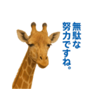 なかよしどうぶつ図鑑(毒吐くキリンさん)（個別スタンプ：6）