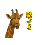 なかよしどうぶつ図鑑(毒吐くキリンさん)（個別スタンプ：33）