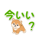カラフル超でか文字♪ころころ豆柴（個別スタンプ：5）