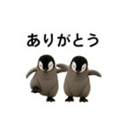 動く！赤ちゃんペンギンズ（個別スタンプ：2）