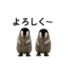 動く！赤ちゃんペンギンズ（個別スタンプ：4）