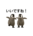 動く！赤ちゃんペンギンズ（個別スタンプ：5）