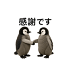 動く！赤ちゃんペンギンズ（個別スタンプ：10）