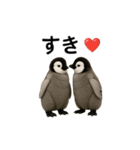 動く！赤ちゃんペンギンズ（個別スタンプ：13）