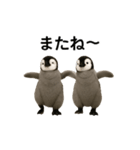 動く！赤ちゃんペンギンズ（個別スタンプ：21）