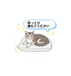 わりと、丁寧な言葉 動く猫（個別スタンプ：8）