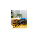 メンタル屋  #️⃣猫（個別スタンプ：5）