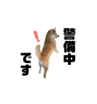 柴犬トキスタンプ 動くver（個別スタンプ：1）