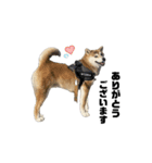 柴犬トキスタンプ 動くver（個別スタンプ：2）