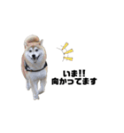 柴犬トキスタンプ 動くver（個別スタンプ：3）