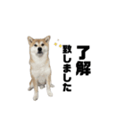 柴犬トキスタンプ 動くver（個別スタンプ：4）
