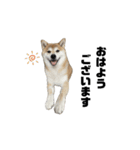 柴犬トキスタンプ 動くver（個別スタンプ：10）