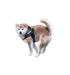 柴犬トキスタンプ 動くver（個別スタンプ：11）