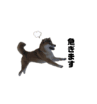 柴犬トキスタンプ 動くver（個別スタンプ：13）