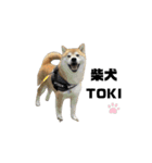 柴犬トキスタンプ 動くver（個別スタンプ：16）