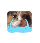 三毛猫ルーシー（個別スタンプ：2）
