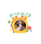 三毛猫ルーシー（個別スタンプ：4）