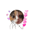 三毛猫ルーシー（個別スタンプ：5）