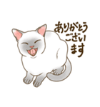 Love トンキニーズ3（個別スタンプ：3）