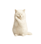 やたら人間っぽい猫たち（個別スタンプ：2）