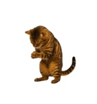 やたら人間っぽい猫たち（個別スタンプ：7）