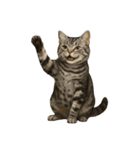 やたら人間っぽい猫たち（個別スタンプ：10）