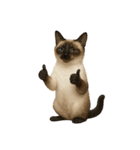 やたら人間っぽい猫たち（個別スタンプ：11）