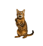 やたら人間っぽい猫たち（個別スタンプ：13）